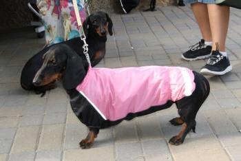 Knitted clothes for Dachshund: buy or do-it-yourself